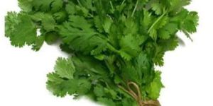Fresh Coriander Leaves
