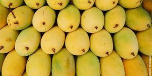 Fresh Himsagar Mango