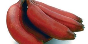 Fresh Red Banana