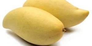 Fresh Totapuri Mango