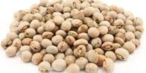 Pigeon Peas
