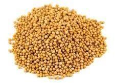 Yellow Mustard Seed