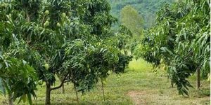 Mango Plants