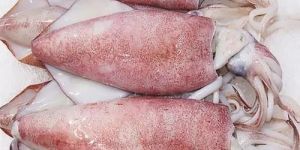 Frozen Squid Fish