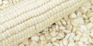 White Maize Seeds