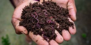 1 Kg Vermicompost Fertilizer