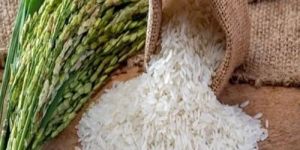 Premium Basmati Rice