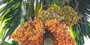Areca Nut Plants