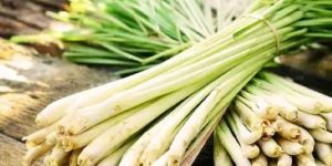 Lemon Grass