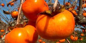 Persimmon Fruit