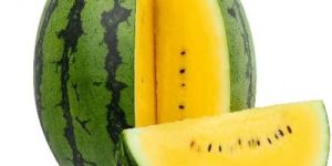 Water Melon Yellow