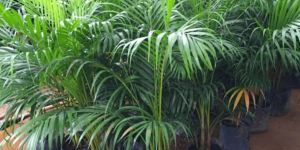 Areca Palm Plants