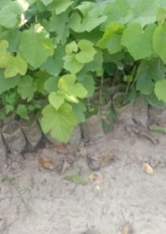 Grapes Plant