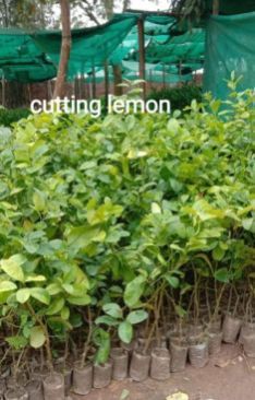 Lemon Plant
