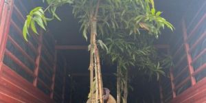 Mango Tree Plants