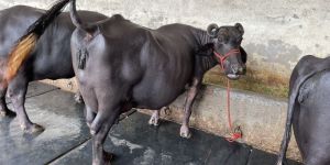 Murrah Heifer Buffalo