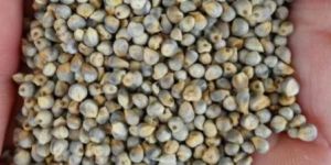 Pearl Millet