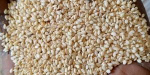 Sesame Seeds