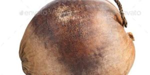 Coconut