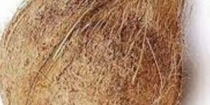 Semi Husked Coconuts