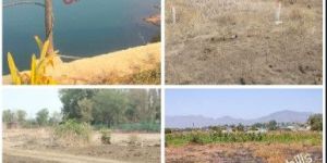 Agriculture Land Sale 34 Goontha in Shelu near Neral Mumbai
