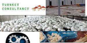 Turkey Farming Consultancy Service