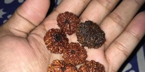Natural Rudraksh