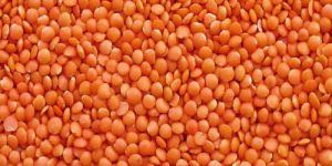 Masoor Dal