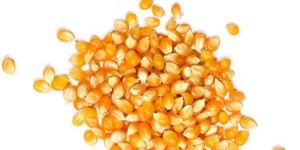 YELLOW CORN/MAIZE