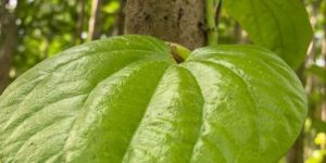 Betel Leaves