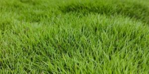 Korean Lawn Grass
