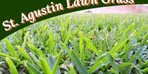 St Augustin Lawn Grass