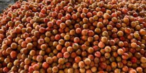 Juice Grade Pomegranate