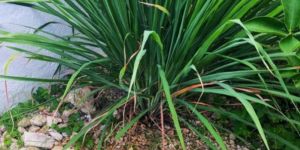 Lemongrass Leaves,t Cut Lemon Grass