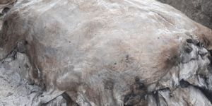 Wet Salted Cattle Hides