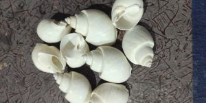 Bleach Babylonia Spirata Sea Shell