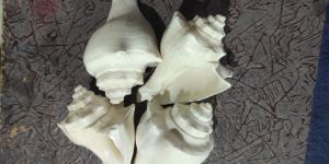 Natural Red Mulli Sea Shell