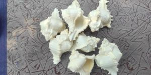 Bleach White Mulli Sea Shell