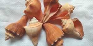 Red Mulli Sea Shell