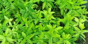 White Sandalwood Plants