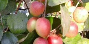 Sundari Apple Ber Plant