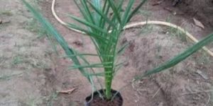 Tissue Culture Date Palm Plant