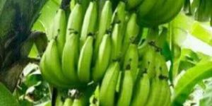 Tissue Culture G9 Banana Plant