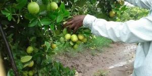 Tissue Culture Lemon Plant