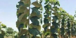 Tissue Culture Teak Plant