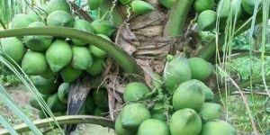 Well Drained Coconut Plant