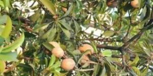 Well Watered Cricket Ball Sapota Plant