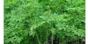 Well Watered Drumstick Plant