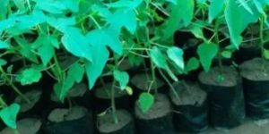 Well Watered Green Berry Papaya Plant