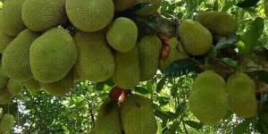Well Watered Jackfruit Plant